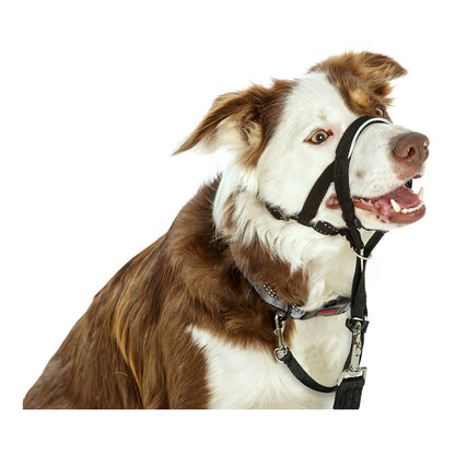Chien Border Collie avec collier Halti noir