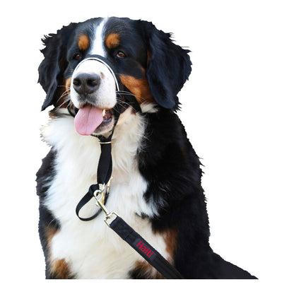 Chien bouvier bernois portant le collier Halti noir